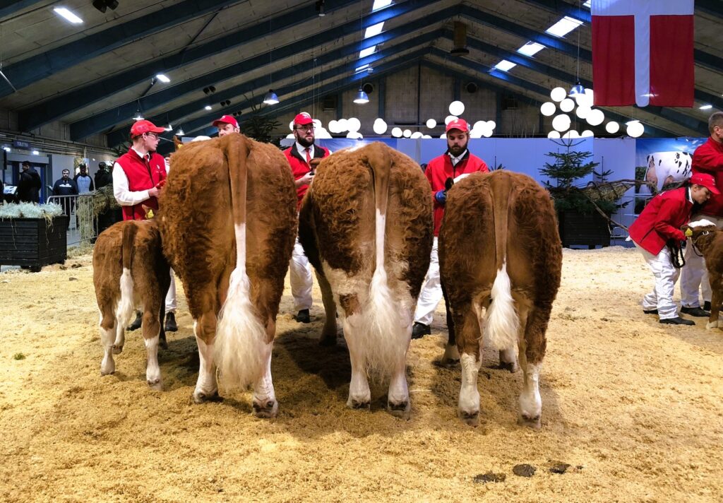 Bedste Besætningsgruppe - 23 Point og Ærespræmie. Nr. 4 i interbreed fra Holmgaard Simmental