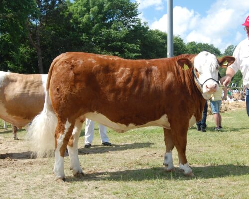 Bedste Simmental Hundyr