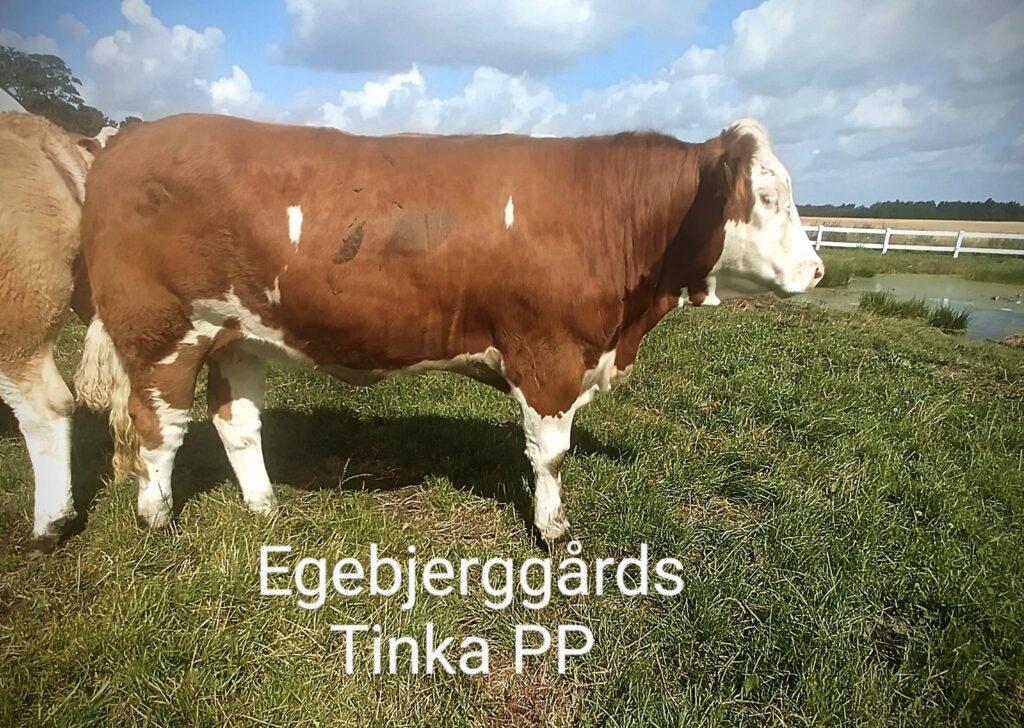 Egebjerggårds Tinka PP - 0 dage