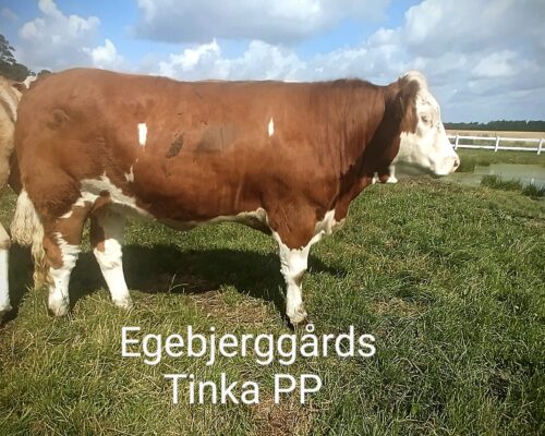 Egebjerggårds Tinka PP - 0 dage